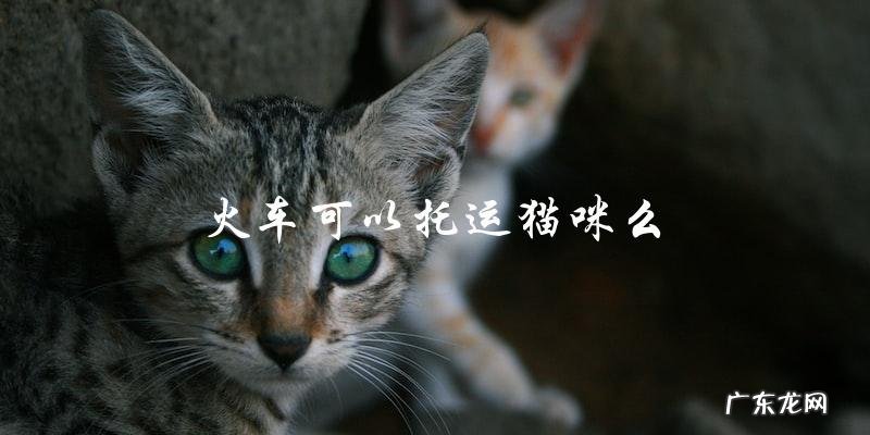 火车旅行时，能否将猫咪托运呢？