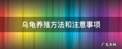 乌龟养殖方法和注意事项 家庭乌龟养殖方法和注意事项