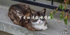 你喜欢可爱动漫猫咪吗？这里有一些漂亮的壁纸供你选择！