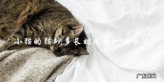 小猫的猫砂应该多久更换一次？