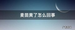 麦苗黄怎么办 麦苗黄了怎么回事