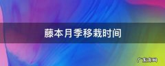 藤本月季什么季节移栽 藤本月季移栽时间