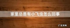 家里老是有小飞虫 家里总是有小飞虫怎么回事