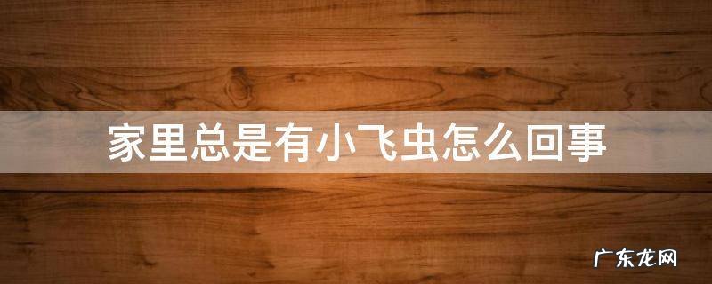 家里老是有小飞虫 家里总是有小飞虫怎么回事