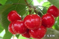 红灯樱桃品种介绍