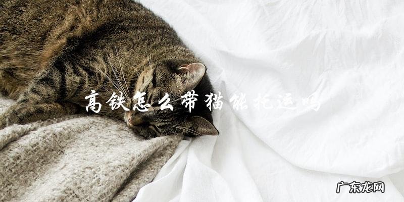 如何在高铁上带猫?能否托运猫咪?