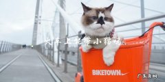 你能在火车上带小猫吗？