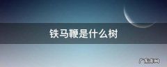 铁马鞭是什么树 铁马鞭树生长在什么地方