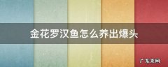 金花罗汉鱼怎么养出爆头 金花罗汉鱼爆头征兆