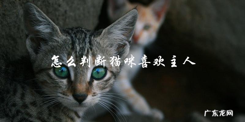 你如何判断你的猫咪喜欢你?
