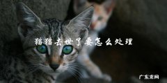 猫猫去世了，如何妥善处理？