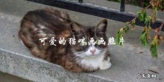 你喜欢可爱的猫咪吗？他们画画的照片能否让你心动？