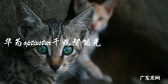 你了解华为Optixstar千兆智能光猫吗？