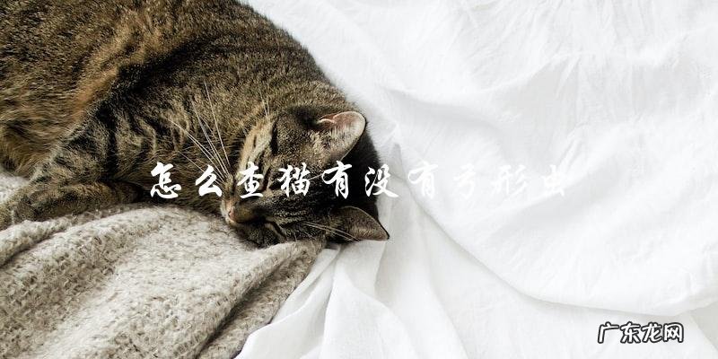 如何检测猫是否感染弓形虫?