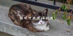 猫咪是否可以作为托运物品？
