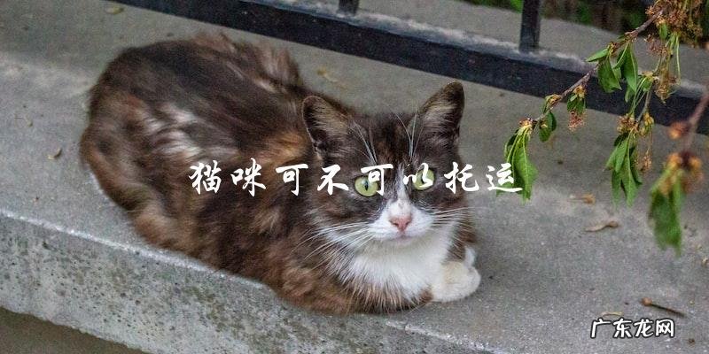 猫咪是否可以作为托运物品?