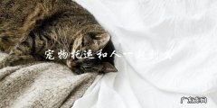 宠物托运是否可以和主人一起出行？