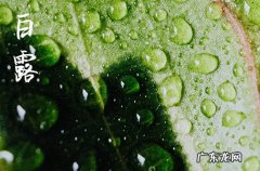 2023年白露时间几点几分几秒钟 白露物候现象