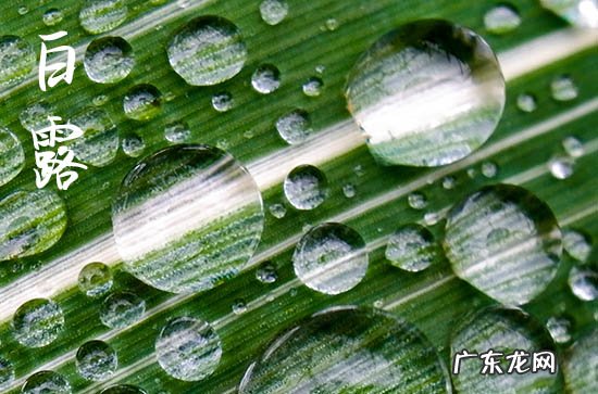 今年白露是哪天 2023年白露是哪天