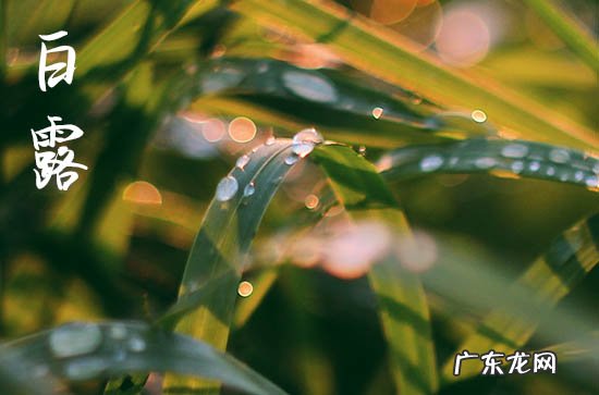2023年九月几号是白露 今年的白露是农历几月几号