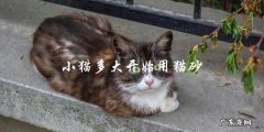 小猫多大才能开始使用猫砂？