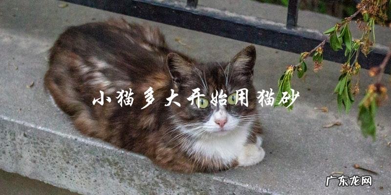 小猫多大才能开始使用猫砂?