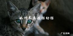 如何正确地养护英短猫幼猫？