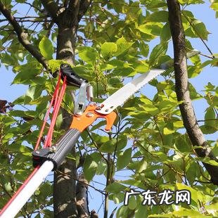 学会3点,新手也能养好紫檀盆景 檀香紫檀苗怎么种植