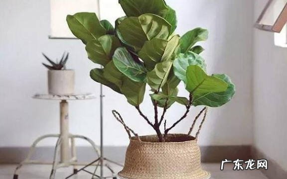 合适 琴叶榕放家里合适吗