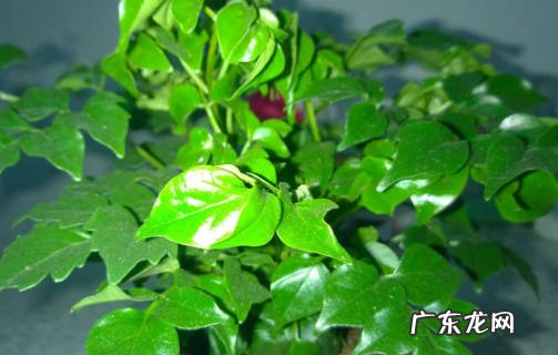 光照 种植幸福树要注意什么问题