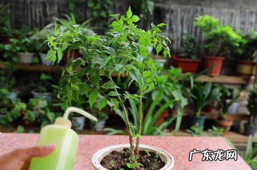 光照 种植幸福树要注意什么问题