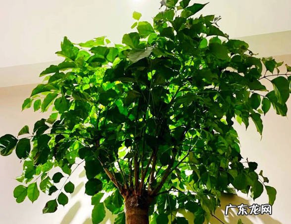 光照 种植幸福树要注意什么问题