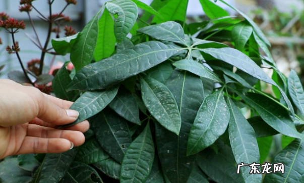 植物家居:发财树养殖技巧有哪些 有什么注意事项呢