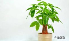 植物家居：发财树养殖技巧有哪些 有什么注意事项呢