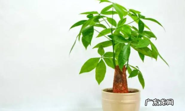 植物家居:发财树养殖技巧有哪些 有什么注意事项呢