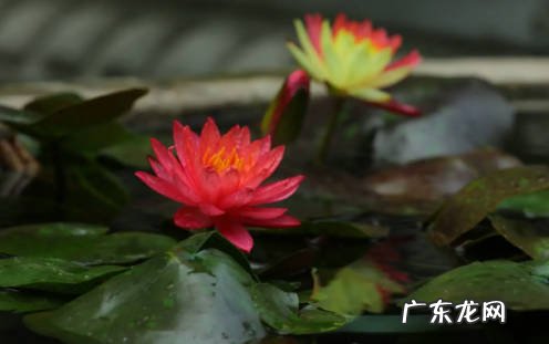 双色睡莲为何罕见 有什么特点