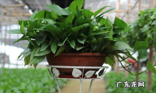 最适合养在室内的植物有哪些 有什么好处