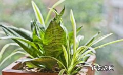 最适合养在室内的植物有哪些 有什么好处