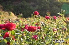 玫瑰花的养殖方法和注意事项有哪些