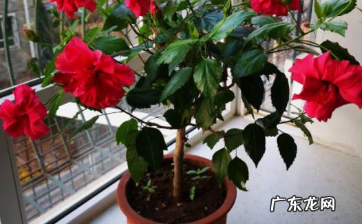 植物家居:桑叶牡丹施肥和浇水技巧有哪些