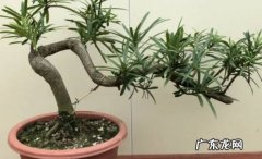 雀舌罗汉松盆景的养殖方法和注意事项有哪些