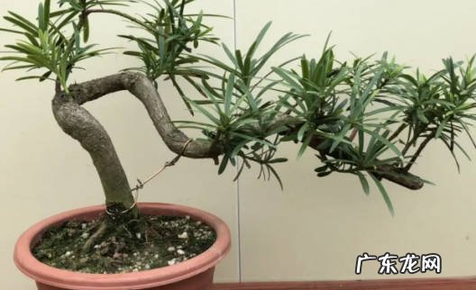 雀舌罗汉松盆景的养殖方法和注意事项有哪些