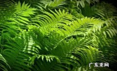 蕨类植物 常年见不到阳光可以种什么花