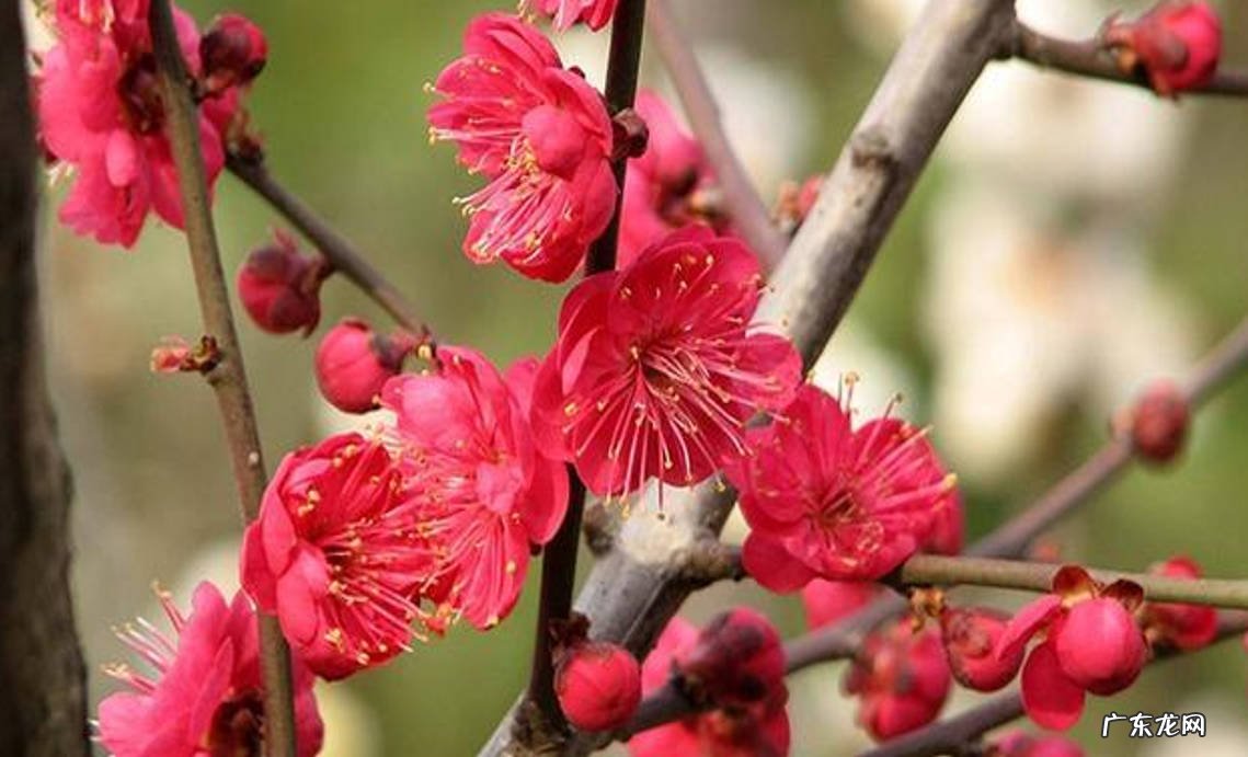 2月份 红梅移栽建议在哪个时期