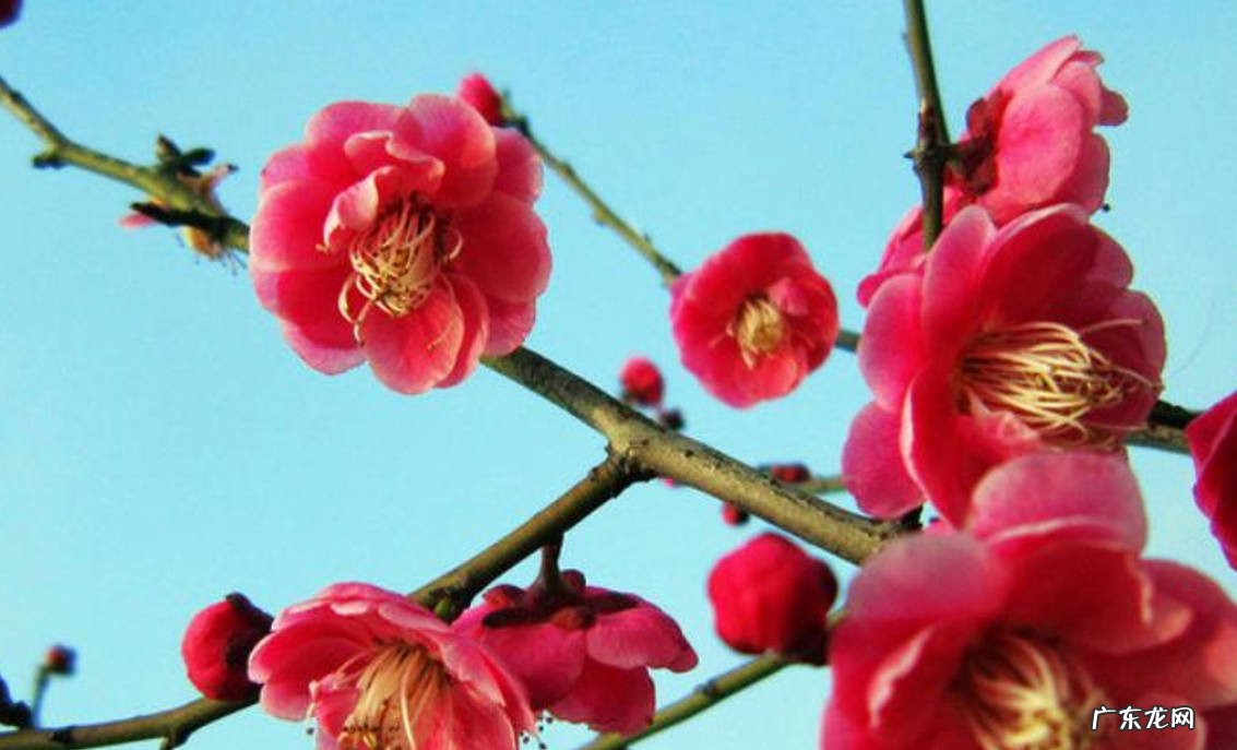 2月份 红梅移栽建议在哪个时期