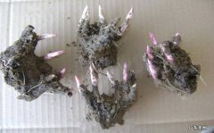 一个月 芍药根种下多久发芽