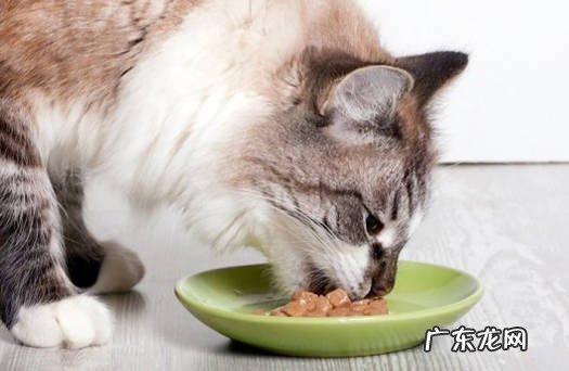 摩擦屁股 猫咪哪些行为表示求救