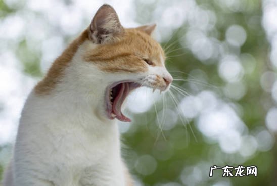摩擦屁股 猫咪哪些行为表示求救