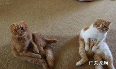 摩擦屁股 猫咪哪些行为表示求救