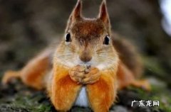 松鼠感冒了怎么办 要如何预防呢